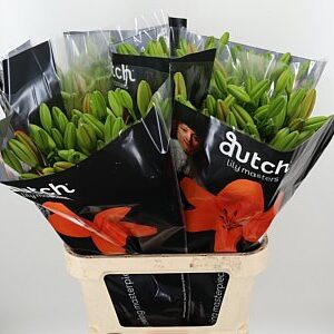 Li La Sunderland Orange – čerstvý rezaný kvet, dĺžka: 80 cm, pôvod: NL