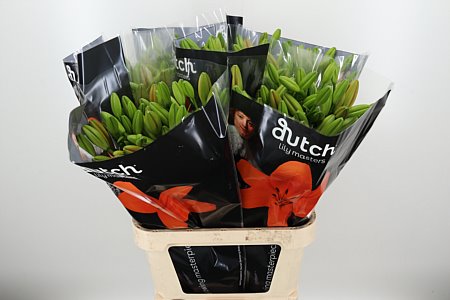 Li La Sunderland Orange – čerstvý rezaný kvet, dĺžka: 80 cm, pôvod: NL