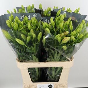 Ľalia Li La Tirreno Pink – čerstvý ružový rezaný kvet, dĺžka: 80 cm, pôvod: NL