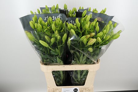 Ľalia Li La Tirreno Pink – čerstvý ružový rezaný kvet, dĺžka: 80 cm, pôvod: NL
