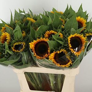 Helianthus Sunrich Orange – čerstvý rezaný kvet, dĺžka: 80 cm, pôvod: NL