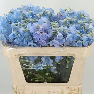 Delphinium Bel Balkleid Baby Blue 70 cm