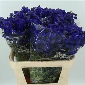 Tmavomodrý Delphinium Atlantis s výškou 70 cm