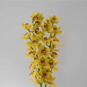 Zmes farebných kvetov Cymbidium na stonke