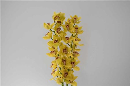Zmes farebných kvetov Cymbidium na stonke
