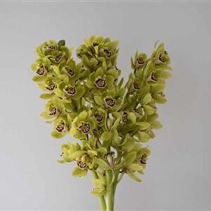 Zmes farebných kvetov Cymbidium na stonke