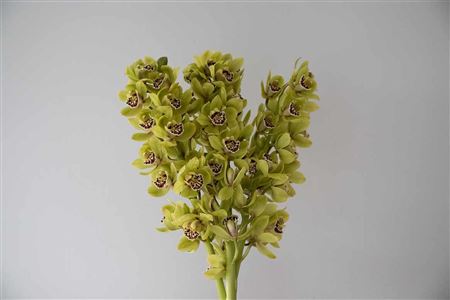 Zmes farebných kvetov Cymbidium na stonke