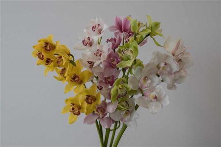 Zmes farebných kvetov Cymbidium na stonke