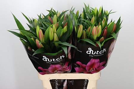 Li Or Dalian Dark Pink – čerstvý rezaný kvet, dĺžka: 95 cm, pôvod: NL