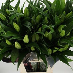 Li Or Sempione White – čerstvý rezaný kvet, dĺžka: 105 cm, pôvod: NL