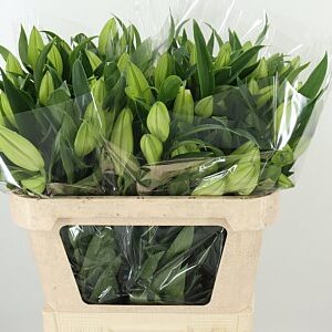 Li Or White – čerstvý rezaný kvet, dĺžka: 75 cm, pôvod: NL