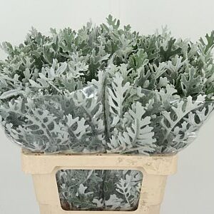 Senecio Maritima – čerstvý rezaný kvet, dĺžka: 60 cm, pôvod: NL