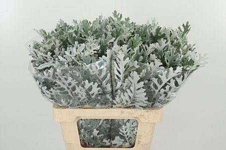Senecio Maritima – čerstvá zeleň s dĺžkou 60 cm, pôvod Holandsko