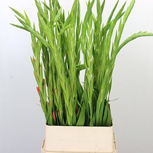 Gladiola Sugar Babe Pink – elegantný ružový rezaný kvet s výškou 110 cm