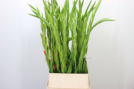 Gladiool Sugar Babe Pink – čerstvý rezaný kvet, dĺžka: 110 cm, pôvod: NL