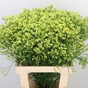 Limonium Sin Naomi Diamond s bielymi drobnými kvietkami