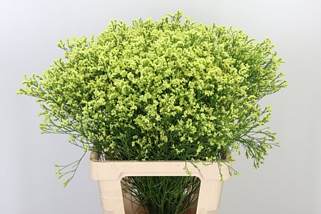 Limon Sin Pineapple Diamond – čerstvý rezaný kvet, dĺžka: 70 cm, pôvod: NL