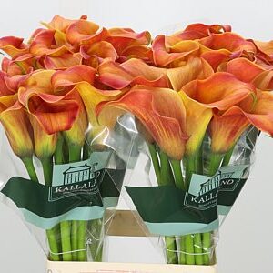 Kala Zantedeschia Callista – čerstvý rezaný kvet, dĺžka: 65 cm, pôvod: NL