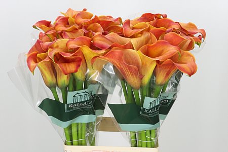 Kala Zantedeschia Callista – čerstvý rezaný kvet, dĺžka: 65 cm, pôvod: NL