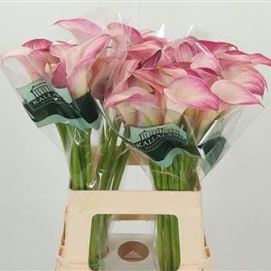 Kala Zantedeschia Call Mario – čerstvý rezaný kvet, dĺžka: 55 cm, pôvod: NL