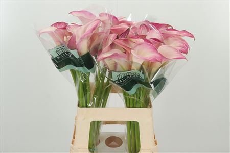 Kala Zantedeschia Call Mario – čerstvý rezaný kvet, dĺžka: 55 cm, pôvod: NL