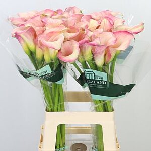 Kala Blushing Lady 50 cm