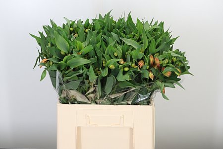 Alstroemeria Aurora s jemnými pastelovými lupeňmi