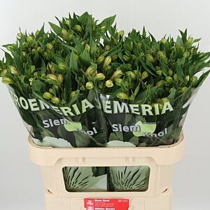 Biele kvety Alstroemeria White Swan vo zväzku