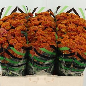 Chr San Ellison Orange – čerstvý rezaný kvet, dĺžka: 55 cm, pôvod: NL