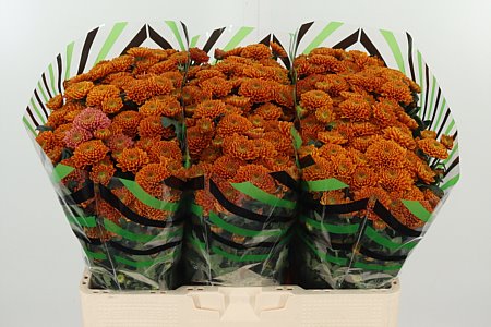 Chr San Ellison Orange – čerstvý rezaný kvet, dĺžka: 55 cm, pôvod: NL