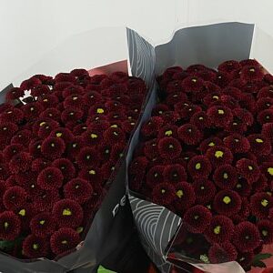 Chr San Purpetta Red – čerstvý rezaný kvet, dĺžka: 55 cm, pôvod: NL