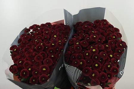 Chr San Purpetta Red – čerstvý rezaný kvet, dĺžka: 55 cm, pôvod: NL