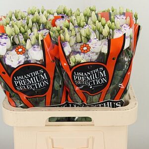 Eustoma Excalibur Blue Picotee s modro-bielym okrajom