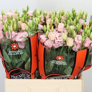 Svetloružová Eustoma Lisanne s plnými kvetmi