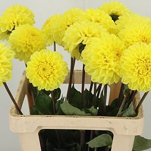 Dahlia Yellow Symphony – žltá rezaná georgína, dĺžka 55 cm, pôvod Holandsko
