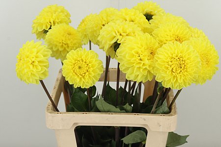 Dahlia Yellow Symphony – žltá rezaná georgína, dĺžka 55 cm, pôvod Holandsko
