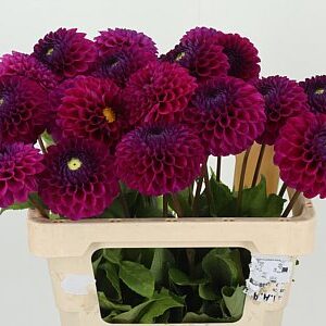 Dahlia Skylark – čerstvý rezaný kvet, dĺžka: 50 cm, pôvod: NL