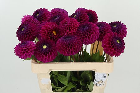 Dahlia Skylark – čerstvý rezaný kvet, dĺžka: 50 cm, pôvod: NL
