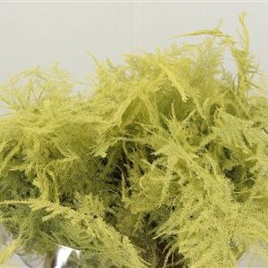 Asparagus Dyed Small Cream