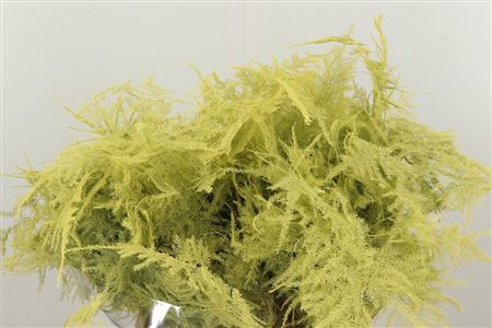 Asparagus Dyed Small Cream