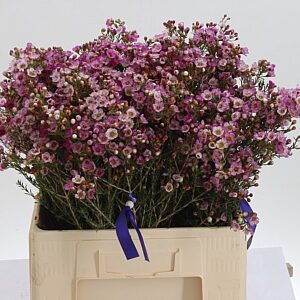 Chamelaucium Early Nir Light Pink – jemný svetloružový rezaný kvet, dĺžka 60 cm