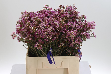 Chamelauc Adi Pink – čerstvý rezaný kvet, dĺžka: 60 cm, pôvod: ZA