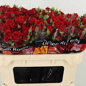 R Tr Mirabel – čerstvý rezaný kvet, dĺžka: 70 cm, pôvod: ET