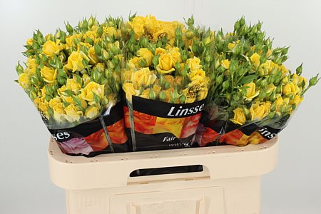R Tr Mariah – čerstvý rezaný kvet, dĺžka: 60 cm, pôvod: ET