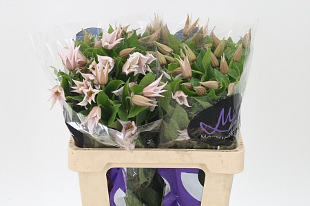 Plamienok Amazing Kansas White s bielymi kvetmi