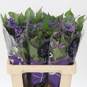 Clematis Blue Pirouette – čerstvý rezaný kvet, dĺžka: 60 cm, pôvod: TZ