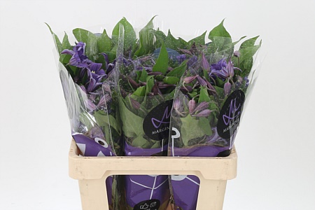 Clematis Blue Pirouette – čerstvý rezaný kvet, dĺžka: 60 cm, pôvod: TZ