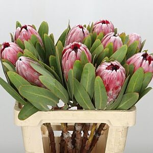 Protea Pink Lady - exotický rezaný kvet s dĺžkou 50 cm