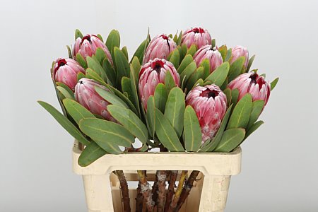 Protea Pink Lady - exotický rezaný kvet s dĺžkou 50 cm