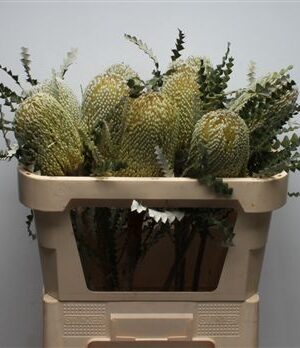 Banksia Speciosa – čerstvý rezaný kvet, dĺžka: 70 cm, pôvod: ZA